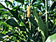�f�ގ��TVol.135�q���-���z�̌b�ݕҁr�摜111