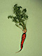 �f�ގ��TVol.135�q���-���z�̌b�ݕҁr�摜164