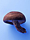 �f�ގ��TVol.135�q���-���z�̌b�ݕҁr�摜195