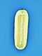 �f�ގ��TVol.135�q���-���z�̌b�ݕҁr�摜093