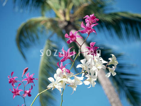 �f�ގ��TVol.140�q�n���C-�A���n�ҁr