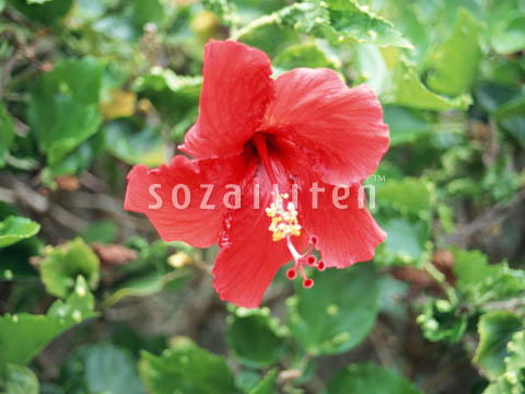 �f�ގ��TVol.140�q�n���C-�A���n�ҁr
