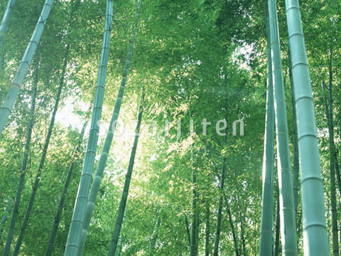 �f�ގ��TVol.146�q�l�G�E���{�̉Ԗؕҁr