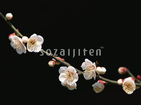 �f�ގ��TVol.146�q�l�G�E���{�̉Ԗؕҁr
