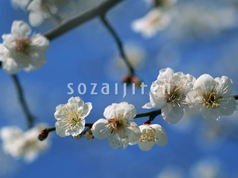 �f�ގ��TVol.146�q�l�G�E���{�̉Ԗؕҁr