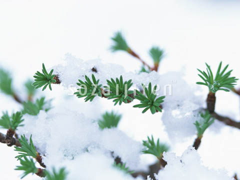 �f�ގ��TVol.146�q�l�G�E���{�̉Ԗؕҁr