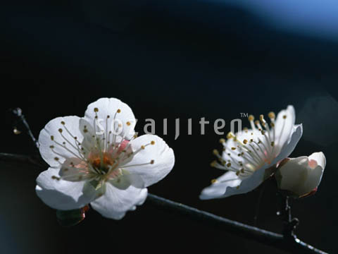 �f�ގ��TVol.146�q�l�G�E���{�̉Ԗؕҁr