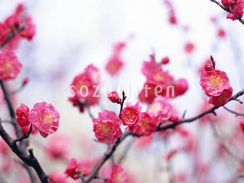 �f�ގ��TVol.146�q�l�G�E���{�̉Ԗؕҁr