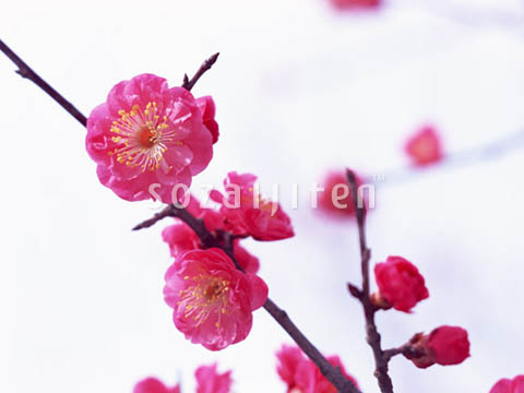 �f�ގ��TVol.146�q�l�G�E���{�̉Ԗؕҁr