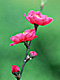 �f�ގ��TVol.146�q�l�G�E���{�̉Ԗؕҁr�摜026