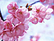 �f�ގ��TVol.146�q�l�G�E���{�̉Ԗؕҁr�摜038
