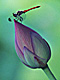 �f�ގ��TVol.146�q�l�G�E���{�̉Ԗؕҁr�摜067