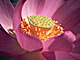 �f�ގ��TVol.146�q�l�G�E���{�̉Ԗؕҁr�摜073