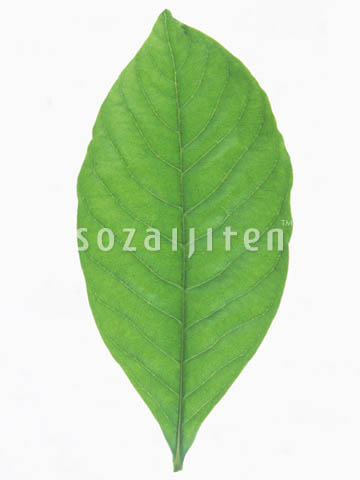 �f�ގ��TVol.148�q�t�E�O���[�����[�t�ҁr