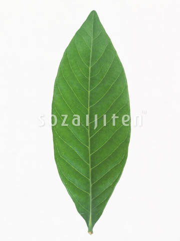 �f�ގ��TVol.148�q�t�E�O���[�����[�t�ҁr