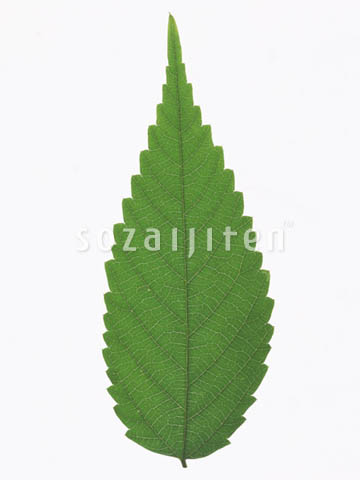 �f�ގ��TVol.148�q�t�E�O���[�����[�t�ҁr