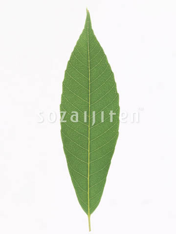 �f�ގ��TVol.148�q�t�E�O���[�����[�t�ҁr