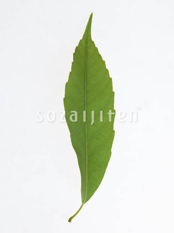 �f�ގ��TVol.148�q�t�E�O���[�����[�t�ҁr