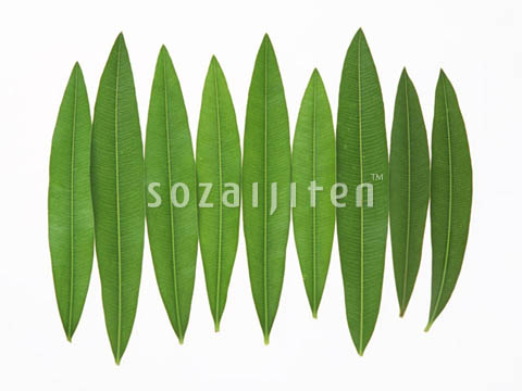 �f�ގ��TVol.148�q�t�E�O���[�����[�t�ҁr