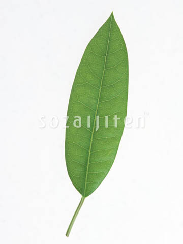 �f�ގ��TVol.148�q�t�E�O���[�����[�t�ҁr