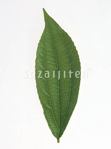 �f�ގ��TVol.148�q�t�E�O���[�����[�t�ҁr