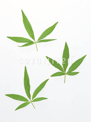 �f�ގ��TVol.148�q�t�E�O���[�����[�t�ҁr