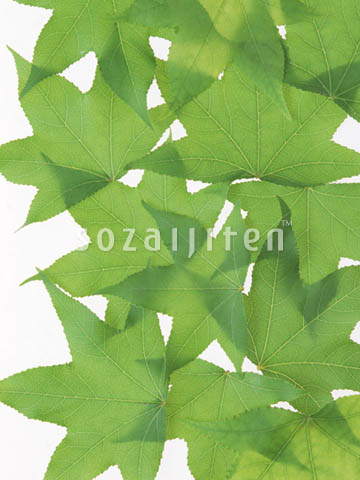 �f�ގ��TVol.148�q�t�E�O���[�����[�t�ҁr