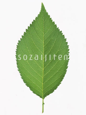 �f�ގ��TVol.148�q�t�E�O���[�����[�t�ҁr