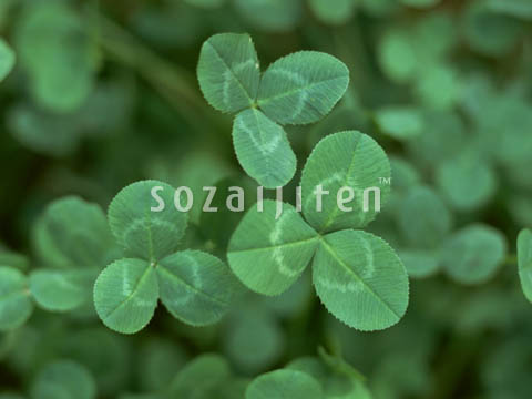 �f�ގ��TVol.148�q�t�E�O���[�����[�t�ҁr