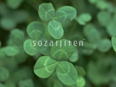 �f�ގ��TVol.148�q�t�E�O���[�����[�t�ҁr