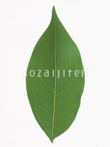 �f�ގ��TVol.148�q�t�E�O���[�����[�t�ҁr