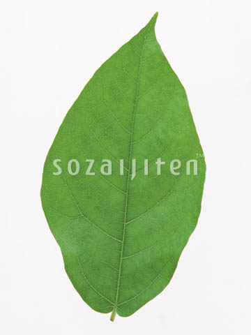 �f�ގ��TVol.148�q�t�E�O���[�����[�t�ҁr