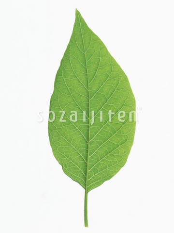 �f�ގ��TVol.148�q�t�E�O���[�����[�t�ҁr
