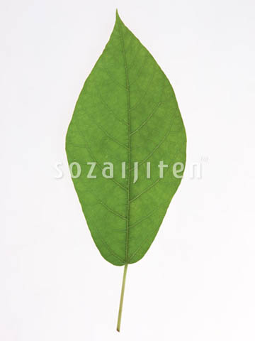 �f�ގ��TVol.148�q�t�E�O���[�����[�t�ҁr