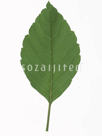 �f�ގ��TVol.148�q�t�E�O���[�����[�t�ҁr