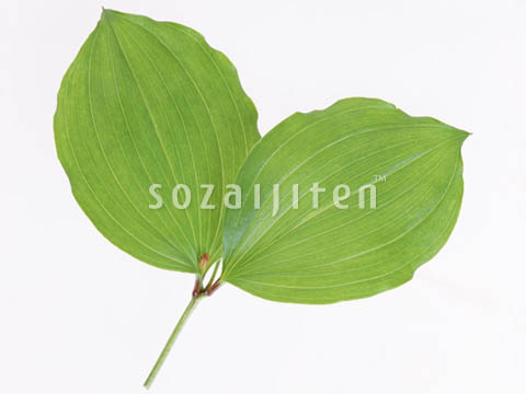 �f�ގ��TVol.148�q�t�E�O���[�����[�t�ҁr