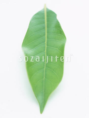 �f�ގ��TVol.148�q�t�E�O���[�����[�t�ҁr