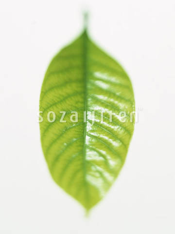 �f�ގ��TVol.148�q�t�E�O���[�����[�t�ҁr