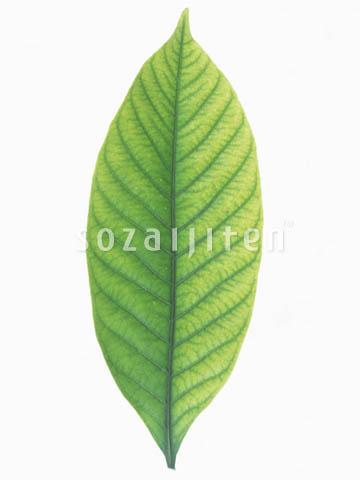 �f�ގ��TVol.148�q�t�E�O���[�����[�t�ҁr