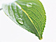 �f�ގ��TVol.148�q�t�E�O���[�����[�t�ҁr�摜107