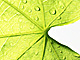 �f�ގ��TVol.148�q�t�E�O���[�����[�t�ҁr�摜114
