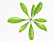 �f�ގ��TVol.148�q�t�E�O���[�����[�t�ҁr�摜047