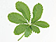 �f�ގ��TVol.148�q�t�E�O���[�����[�t�ҁr�摜048