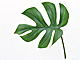 �f�ގ��TVol.148�q�t�E�O���[�����[�t�ҁr�摜049