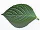 �f�ގ��TVol.148�q�t�E�O���[�����[�t�ҁr�摜059