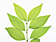 �f�ގ��TVol.148�q�t�E�O���[�����[�t�ҁr�摜075