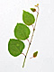 �f�ގ��TVol.148�q�t�E�O���[�����[�t�ҁr�摜086
