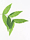 �f�ގ��TVol.148�q�t�E�O���[�����[�t�ҁr�摜096