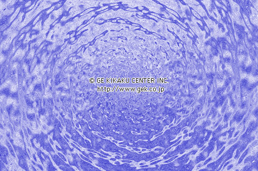 CGtHgCu[